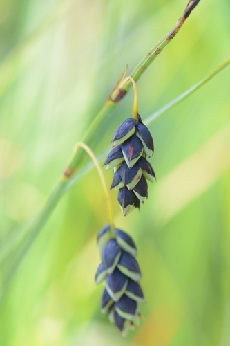 manyflower sedge (Carex pluriflora)