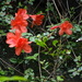 Rhododendron nakaharae - Photo (c) Green Forest, όλα τα δικαιώματα διατηρούνται, uploaded by Green Forest