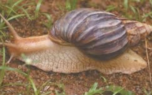 Giant Blonde Snail