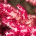 Observation photo
