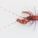 Red Snapping Shrimp - Photo (c) justinscioli, all rights reserved, uploaded by justinscioli