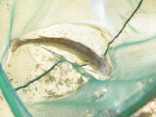 Atlantic Tomcod