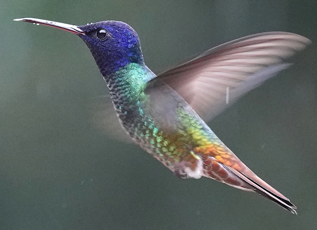 Golden-tailed Sapphire (Chrysuronia oenone) photo