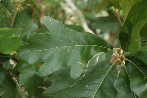 Boynton oak