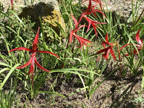 Aztec Lily