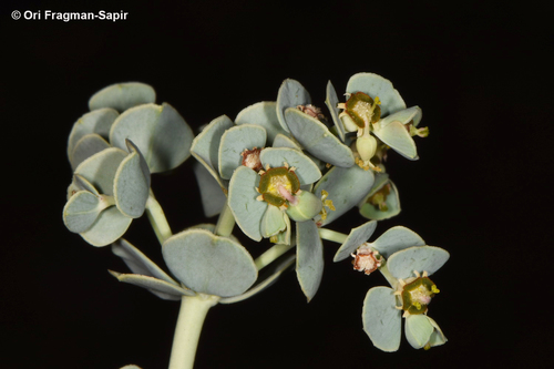 Euphorbia obovata
