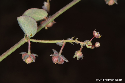 Andrachne aspera