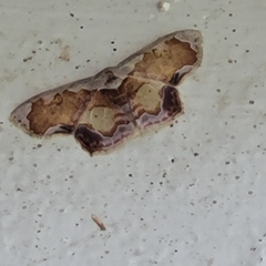 Image of Leptostales angulata