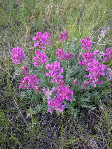 Oxytropis besseyi