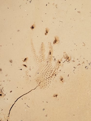 Egyptian Spiny–tailed Lizard