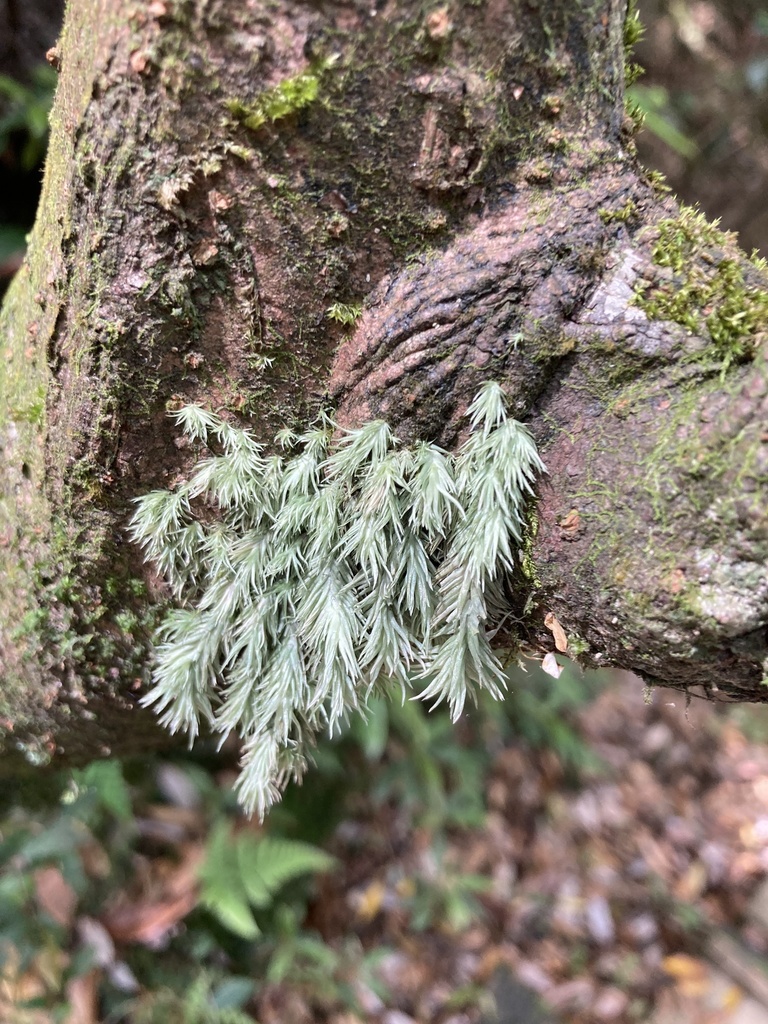 Leucobryum scabrum (Leucobryum scabrum)