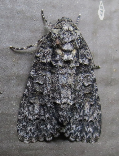 Acronicta tristis Smith, 1911
