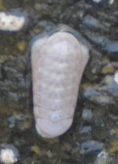 Leptochiton rugatus image