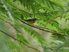 Cardellina canadensis image
