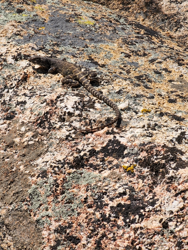 Cope's Leopard Lizard in May 2022 by Brenda M. Bennett · iNaturalist