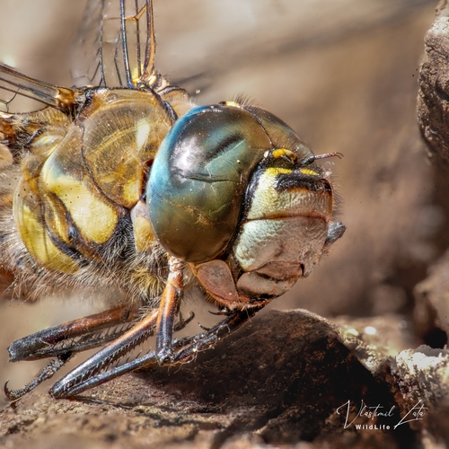 Migrant Hawker