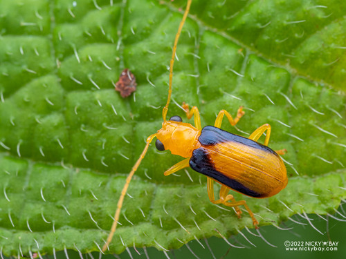 Genus Azlania · iNaturalist