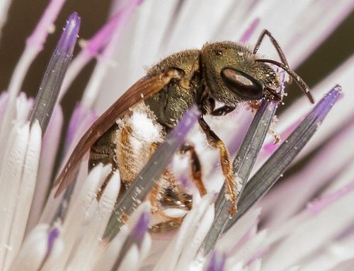 Halictus gemmeus Dours, 1872