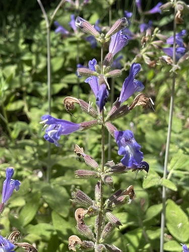 Salvia interrupta