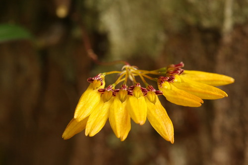 Bulbophyllum tigridum
