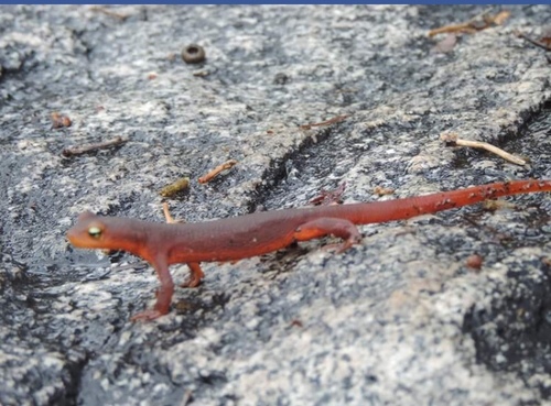 iNaturalist observation photo of Sierra Newt