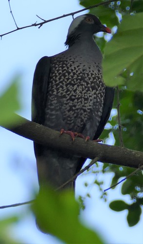 White-naped Pigeon