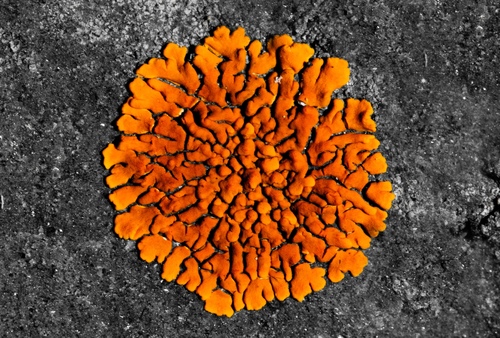 Rock Jewel Lichen