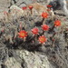 Echinocereus acifer - Photo (c) quirino, όλα τα δικαιώματα διατηρούνται, uploaded by quirino