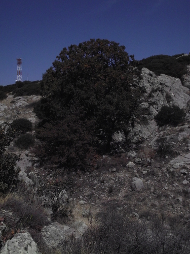 Quercus fulva