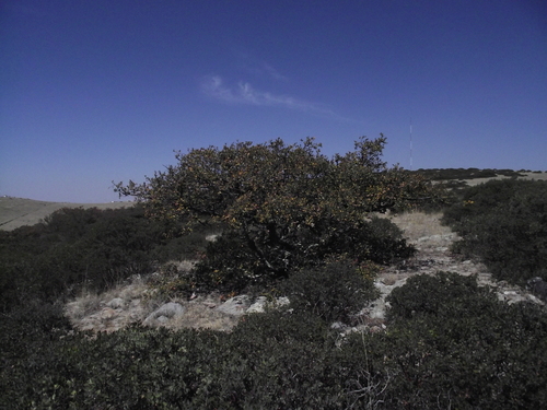 Quercus fulva