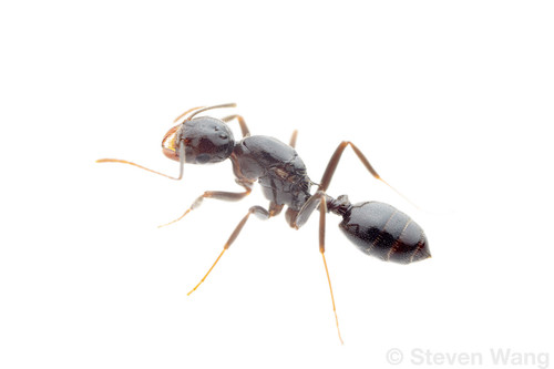 拉氏举腹蚁Crematogaster ranavalonae