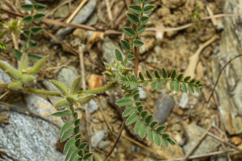 Astragalus sinaicus