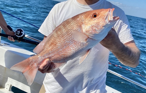 Northern Red Snapper