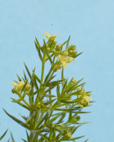 Galium andrewsii ssp. intermedium