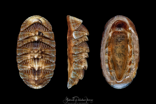 Chaetopleura angulata