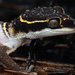 White-banded Ground Gecko - Photo (c) Jithesh Pai, all rights reserved, uploaded by Jithesh Pai