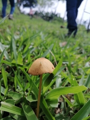 Image of Agrocybe pediades