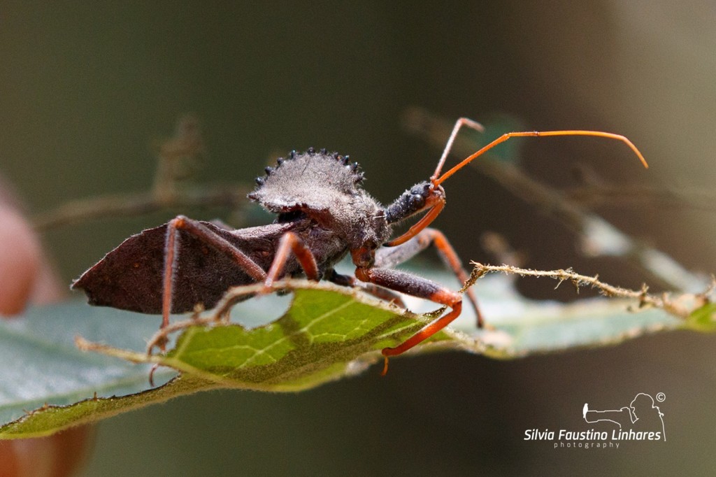 Arilus carinatus from SPO - Brasília, DF, 70297-400, Brasil on December ...