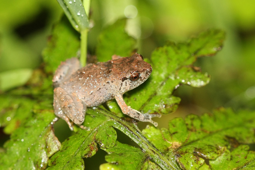 Lombok Cross Frog (Oreophryne monticola)