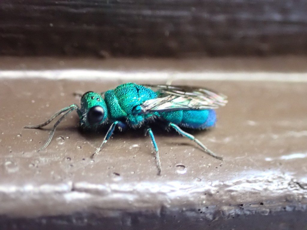 Chrysidinae from The Ahwahnee, Yosemite National Park, CA, US on May 17