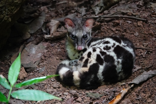 Banded Linsang (Prionodon linsang) — Least Concern Mammalia