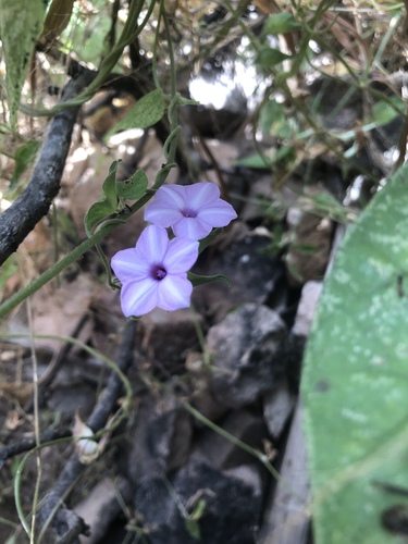 Ipomoea pileata