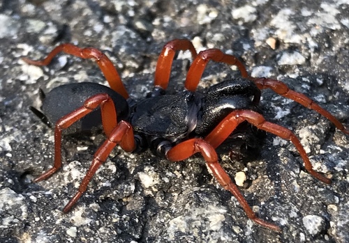 Purseweb Spiders  Missouri Department of Conservation