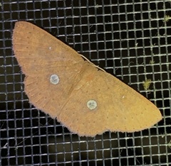 Image of Cyclophora binocellaria