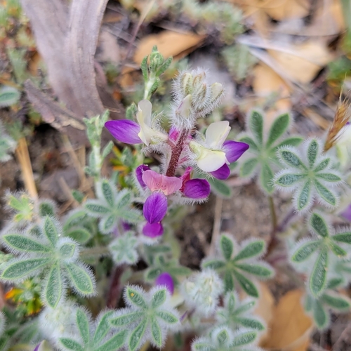 Lupinus concinnus ssp. optatus