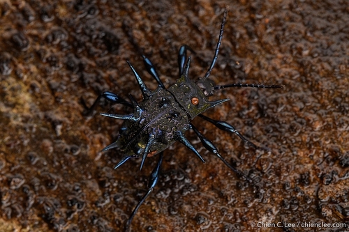 マオウトゲトゲテントウダマシ (Cacodaemon satanas) · iNaturalist