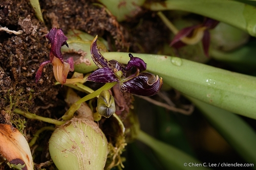 Bulbophyllum ecornutum