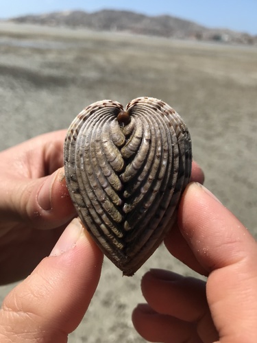 Mexican Cockle