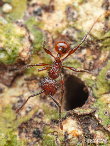 Pristomyrmex bicolorPristomyrmex bicolor