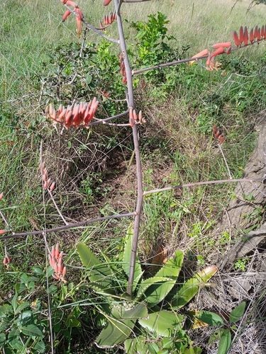 Aloe secundiflora